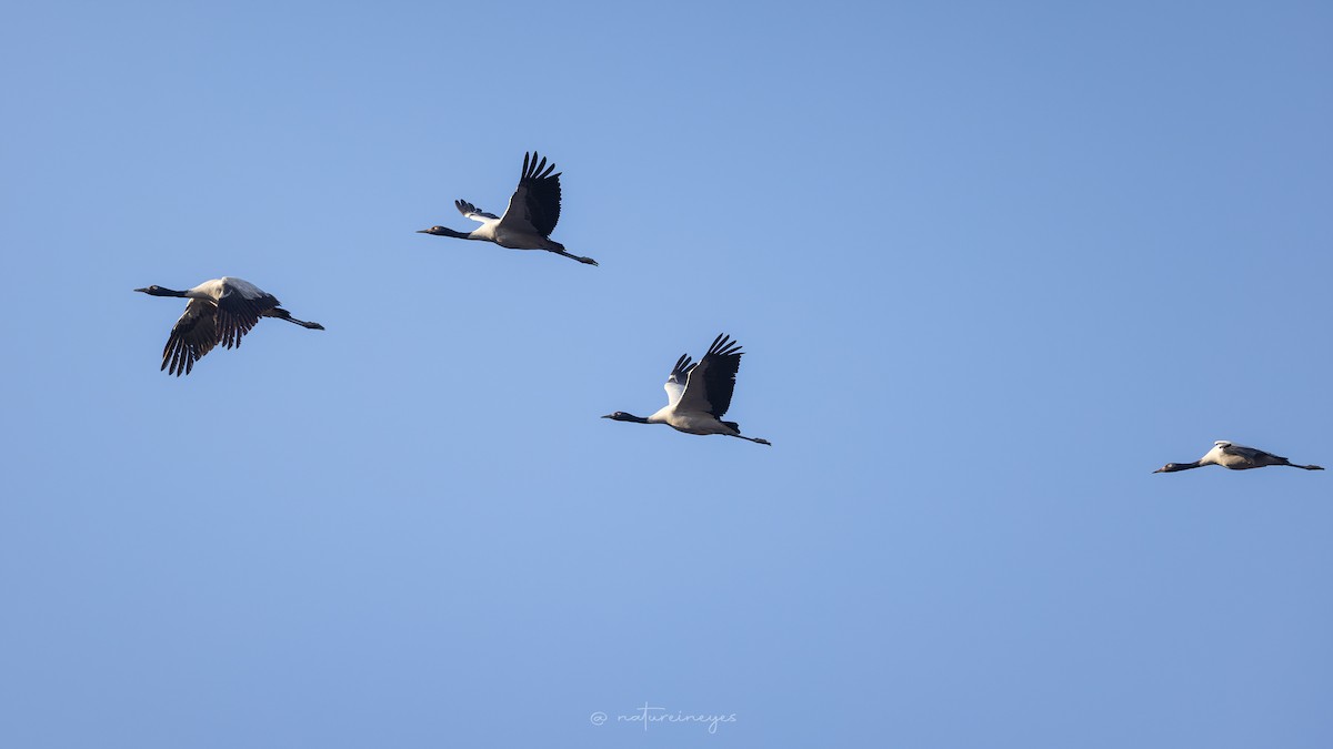 jeřáb černokrký - ML646391376