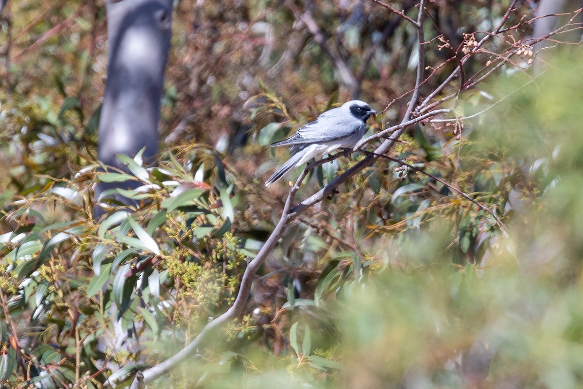 Black-faced Cuckooshrike - ML646391377