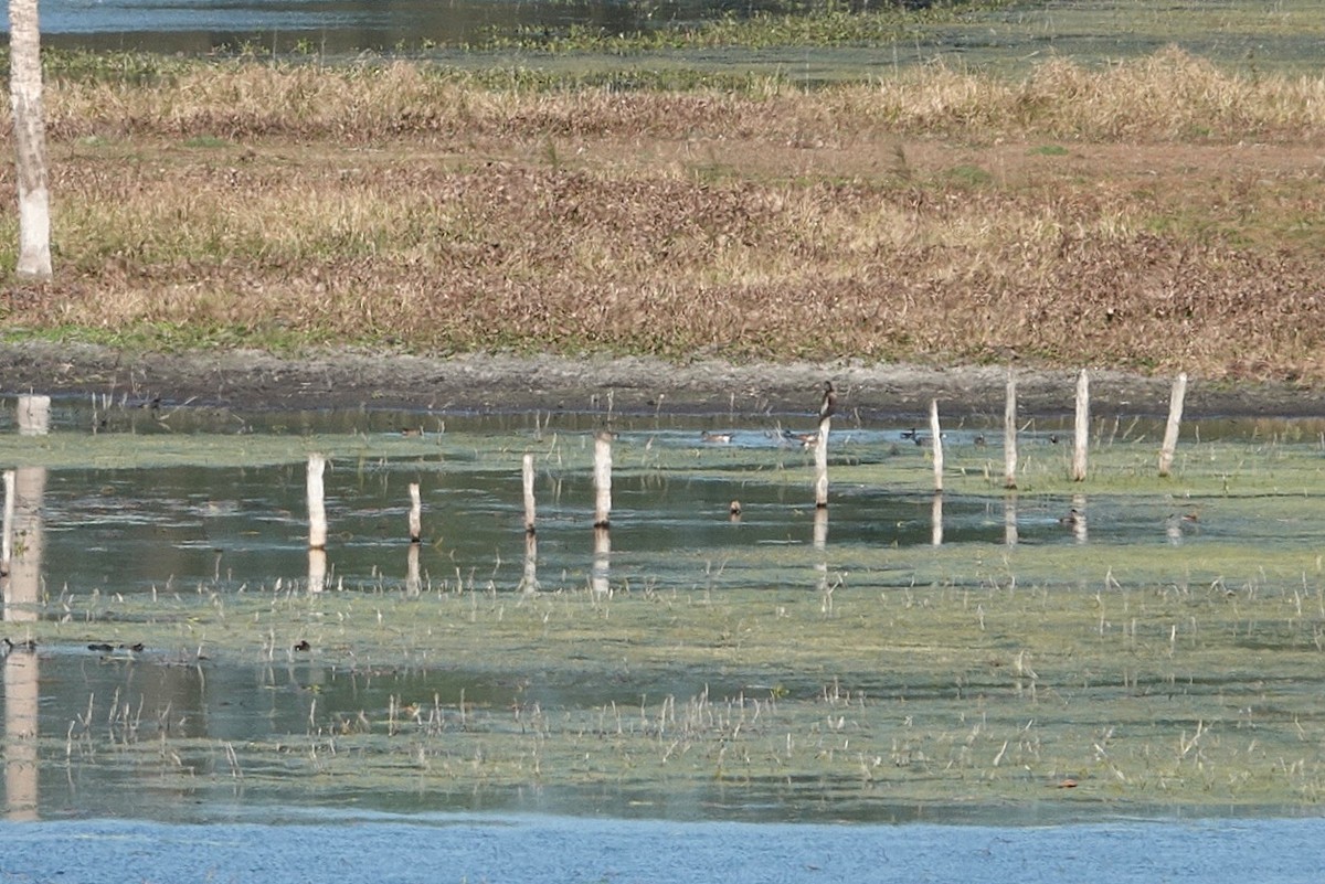 Fischione americano - ML646391379