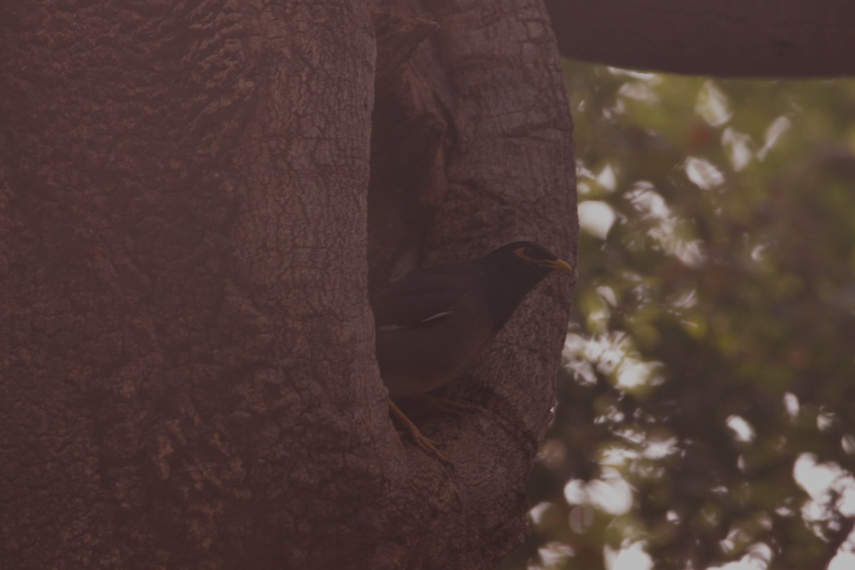 Common Myna - ML646391380