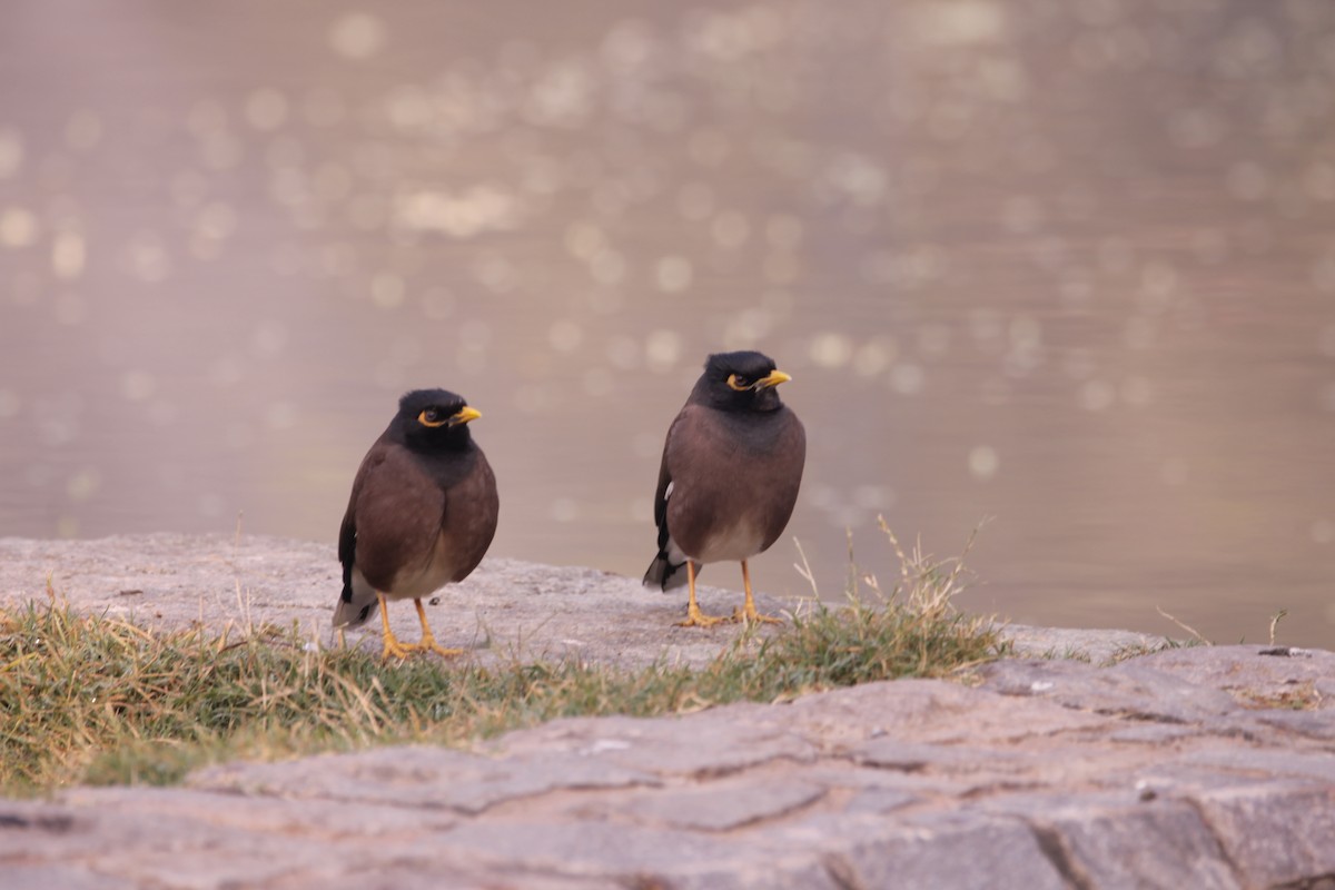 Common Myna - ML646391381
