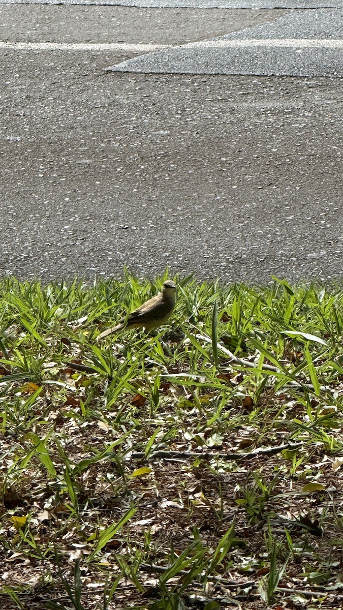 Cattle Tyrant - ML646391384