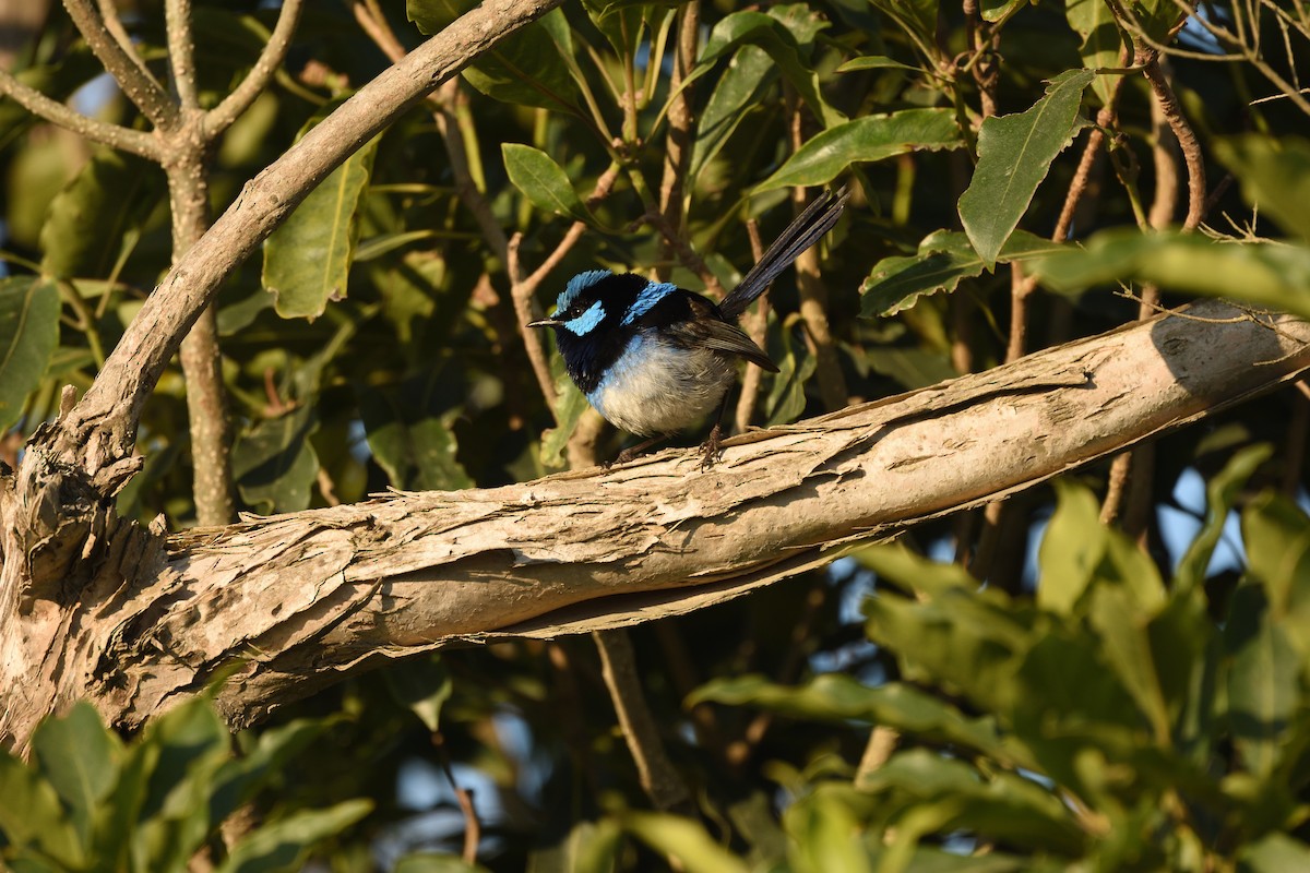 Superb Fairywren - ML646391389