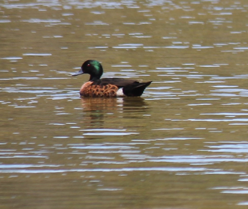 Chestnut Teal - ML646391391