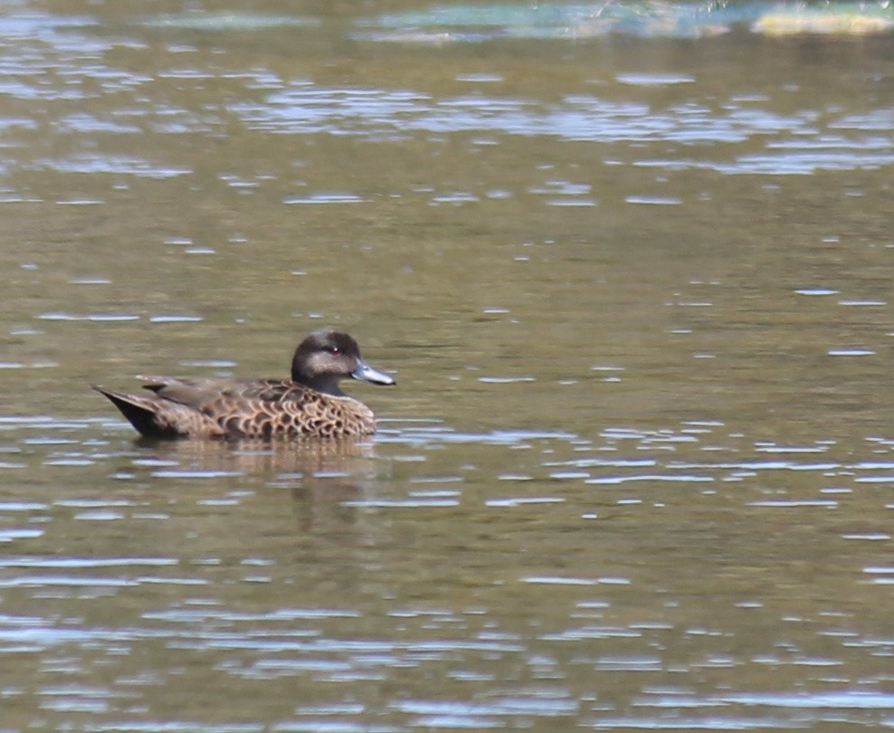 Chestnut Teal - ML646391392