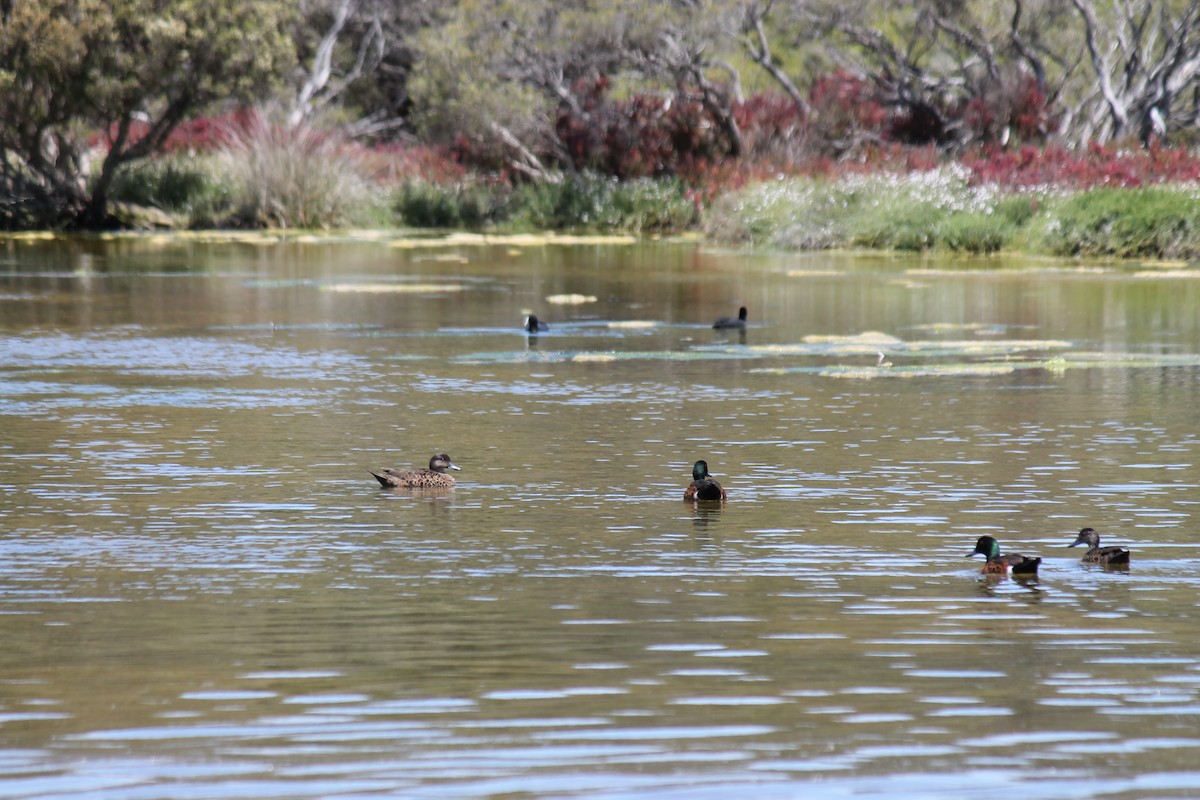 Chestnut Teal - ML646391393
