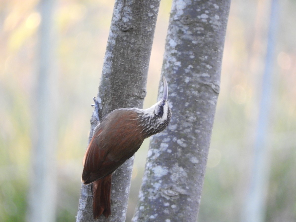 Narrow-billed Woodcreeper - ML646391394