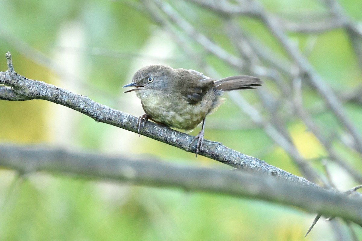 White-browed Scrubwren - ML646391396