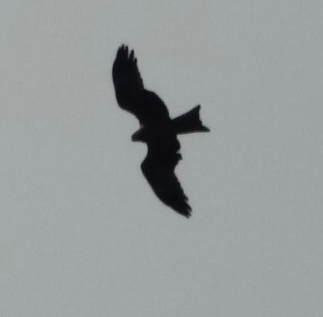 דיה שחורה - ML646391397