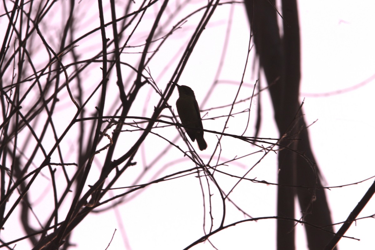 Purple Sunbird - ML646391398