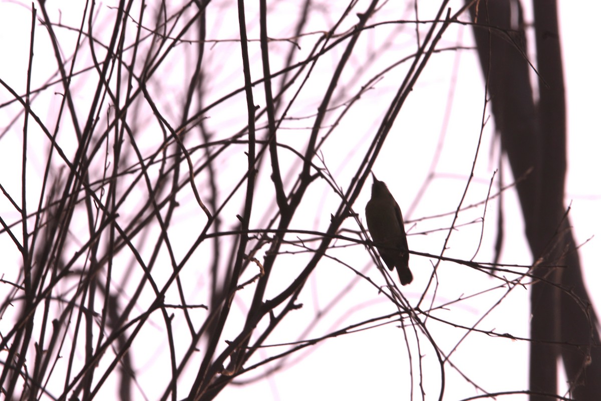 Purple Sunbird - ML646391399