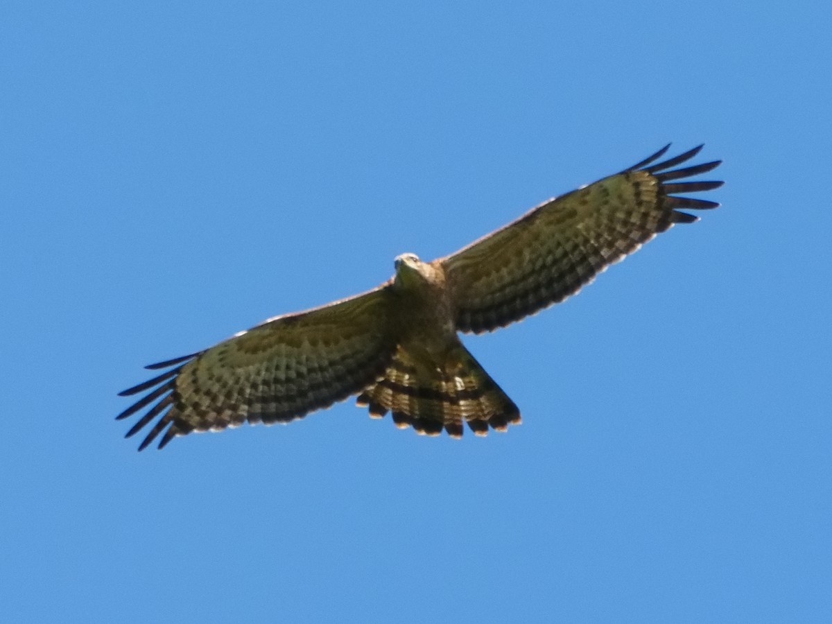Oriental Honey-buzzard - ML646391402