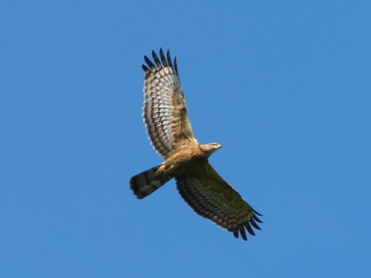 Oriental Honey-buzzard - ML646391403