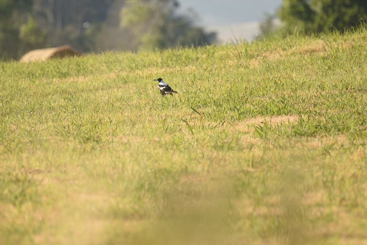 Australian Magpie (White-backed) - ML646391404
