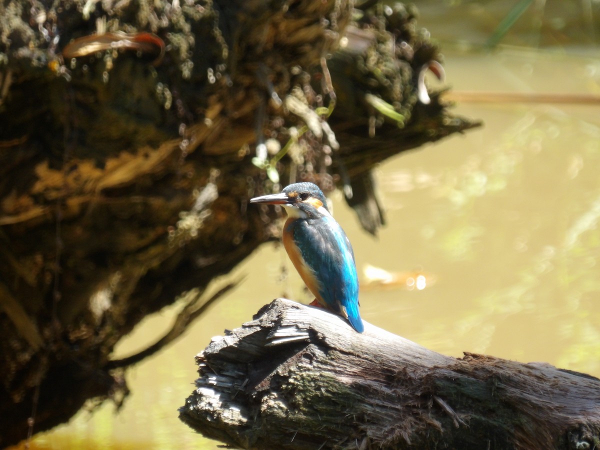 Common Kingfisher - ML646391406