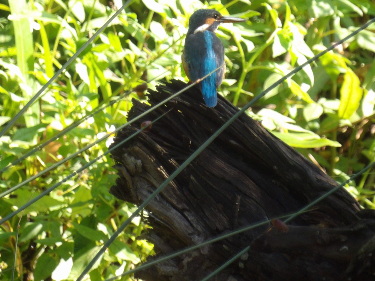 Common Kingfisher - ML646391407