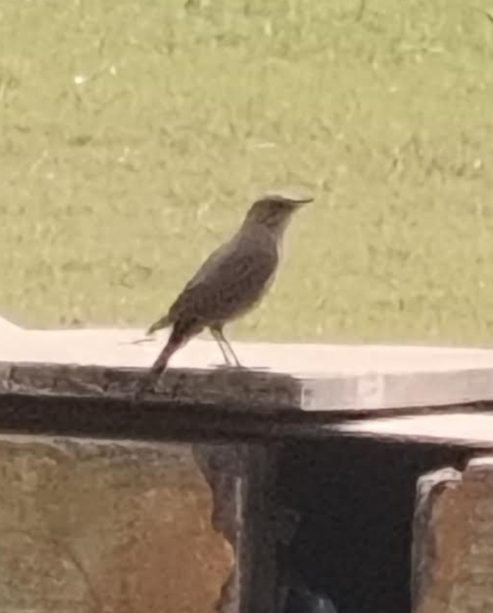 Brown Rock Chat - ML646391408