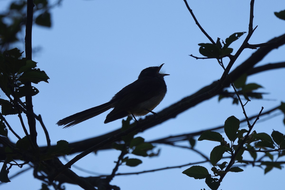 Gray Fantail - ML646391409