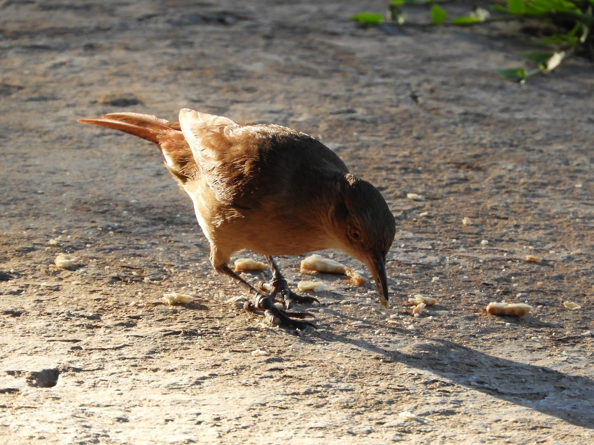 Rufous Hornero - ML646391413