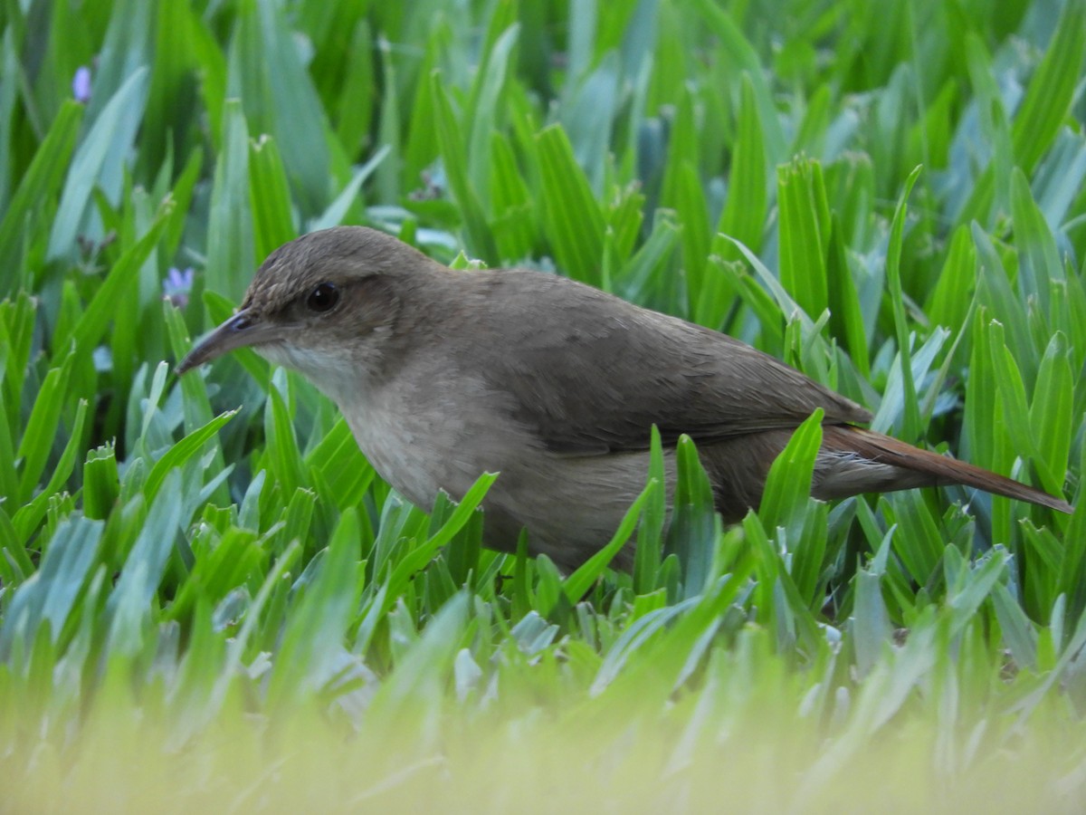 Rufous Hornero - ML646391415