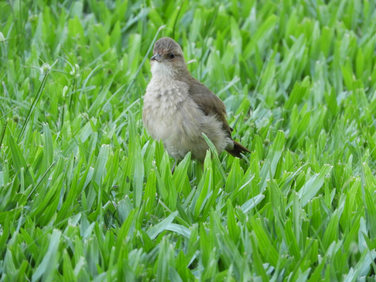 Rufous Hornero - ML646391416