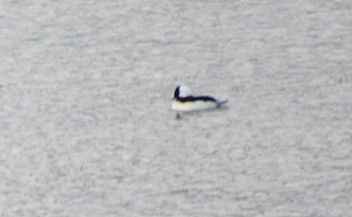 Bufflehead - ML646391421