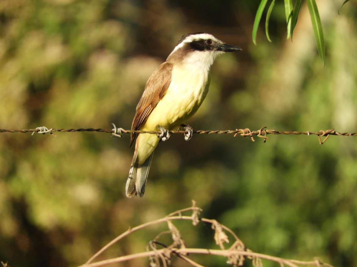 Great Kiskadee - ML646391422