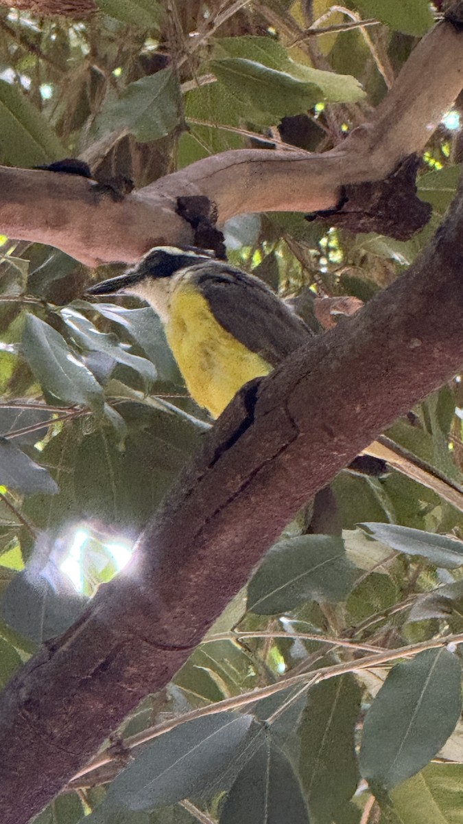 Great Kiskadee - ML646391423