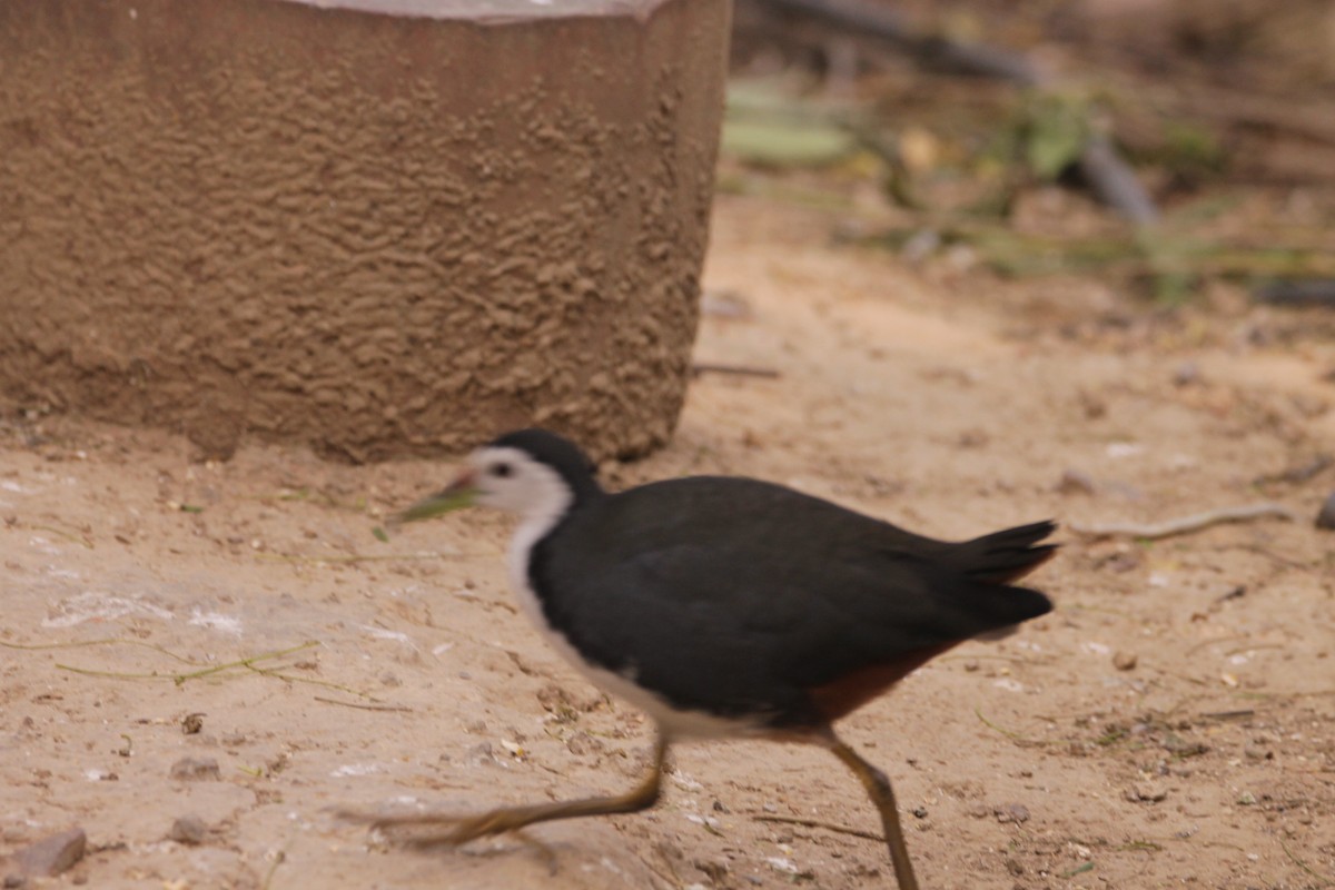 White-breasted Waterhen - ML646391425