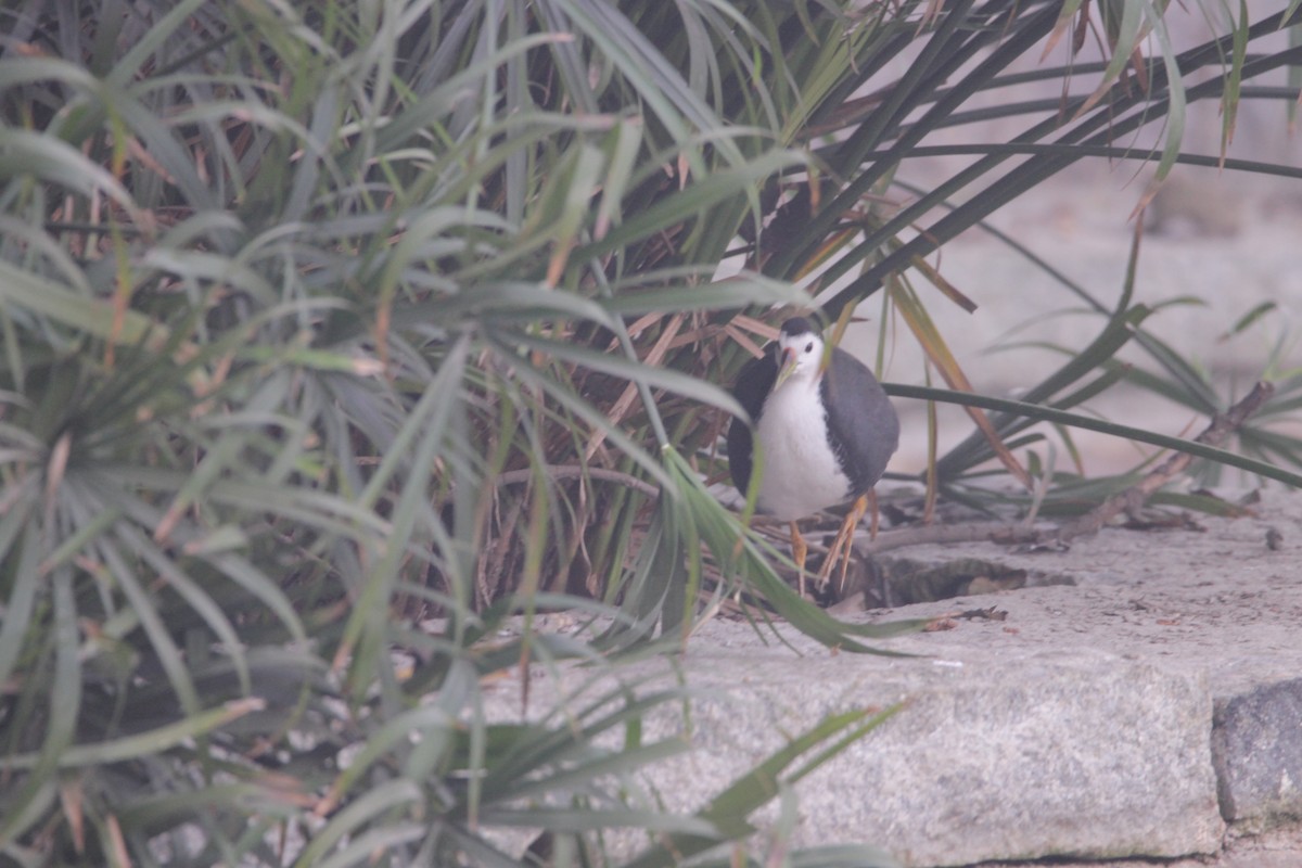 White-breasted Waterhen - ML646391426