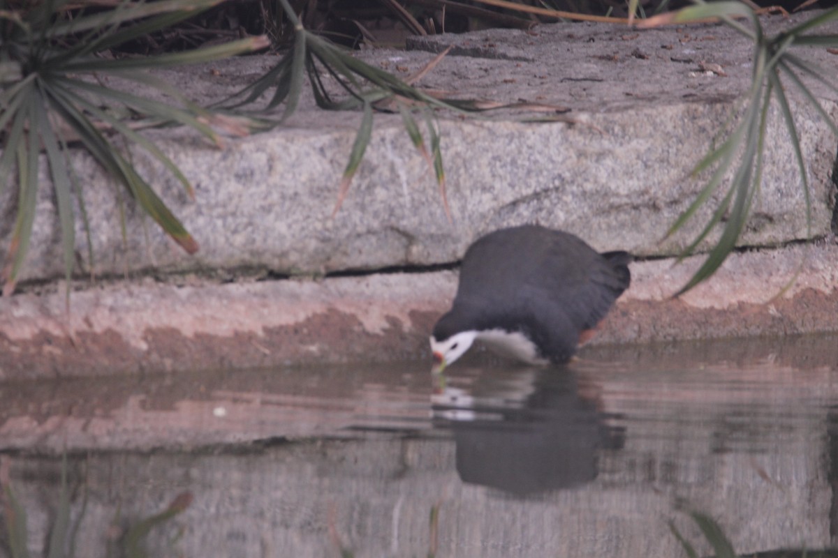 White-breasted Waterhen - ML646391427