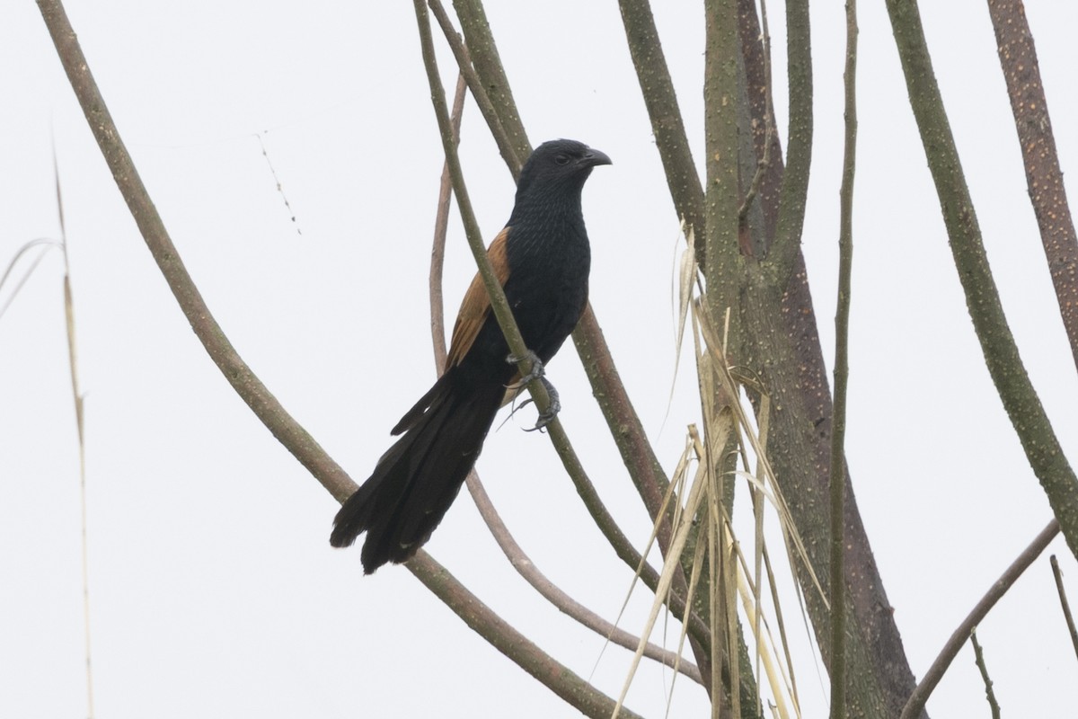 Lesser Coucal - ML646391429
