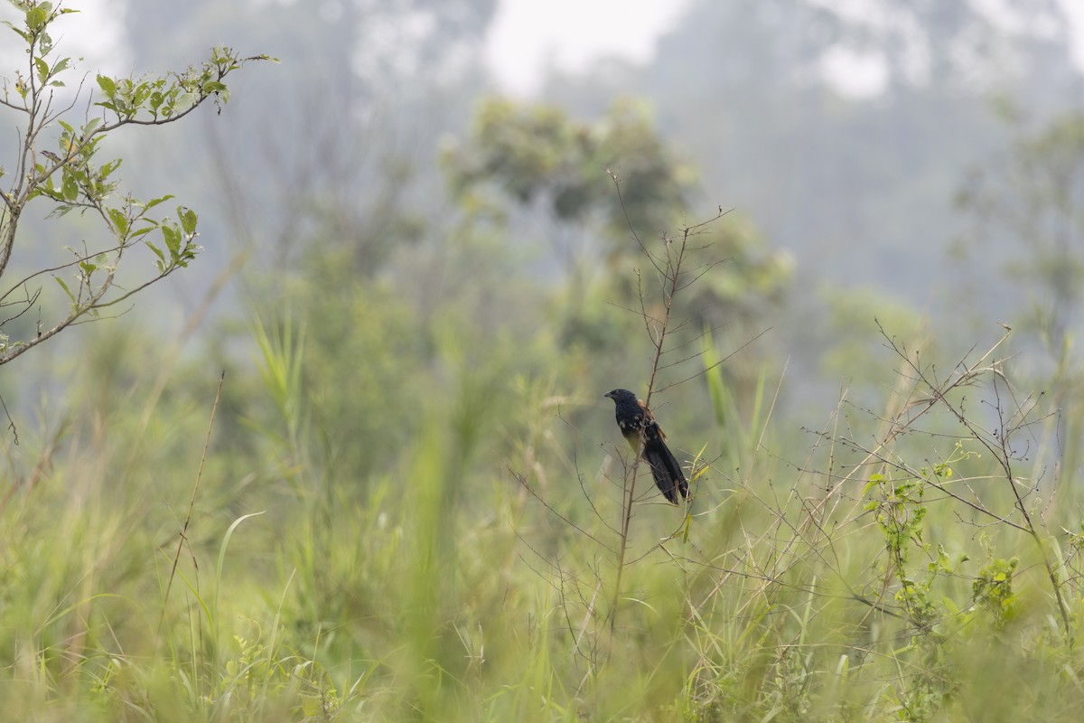 Lesser Coucal - ML646391430