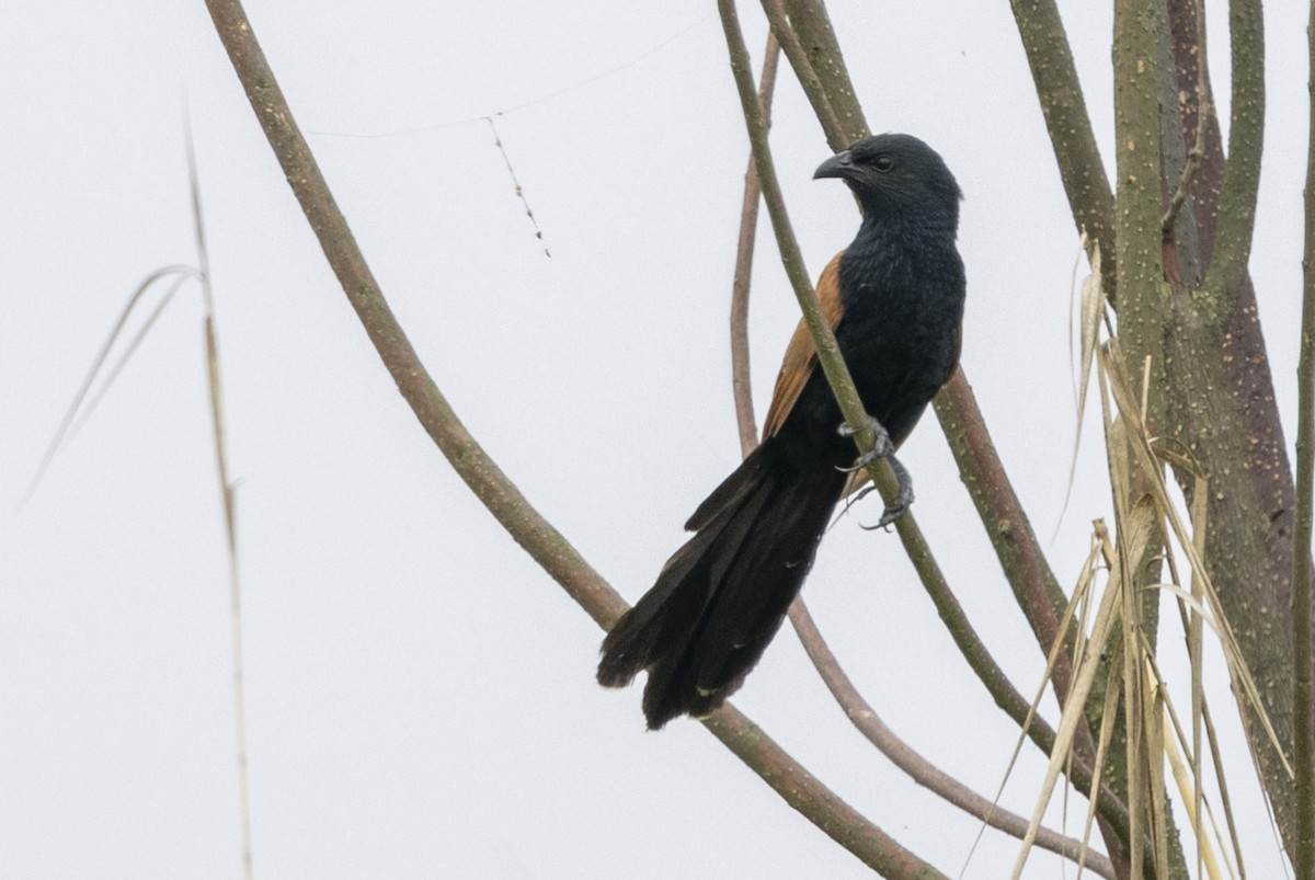 Lesser Coucal - ML646391431
