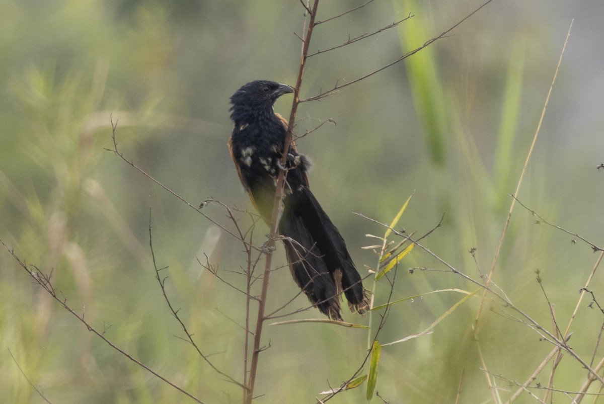 Lesser Coucal - ML646391432