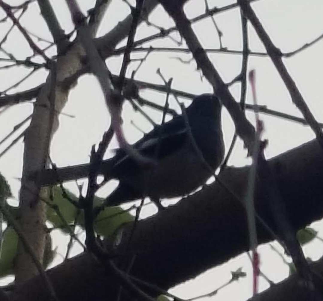 Oriental Magpie-Robin - ML646391434