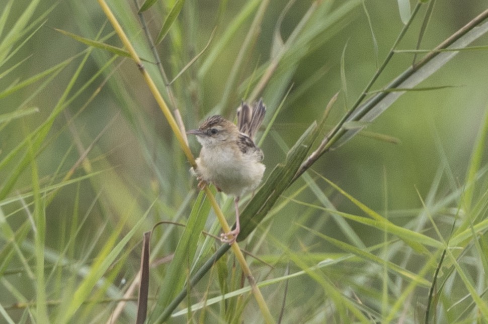 Zitting Cisticola - ML646391435