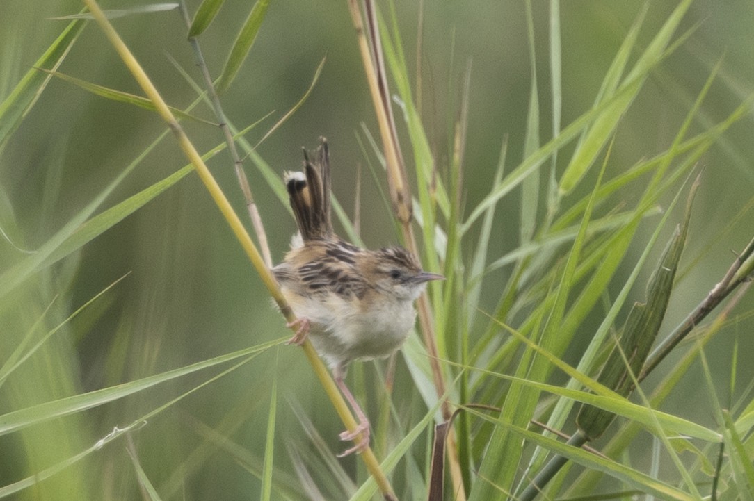 Zitting Cisticola - ML646391436