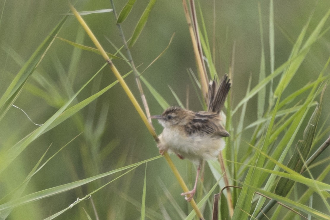 Zitting Cisticola - ML646391437