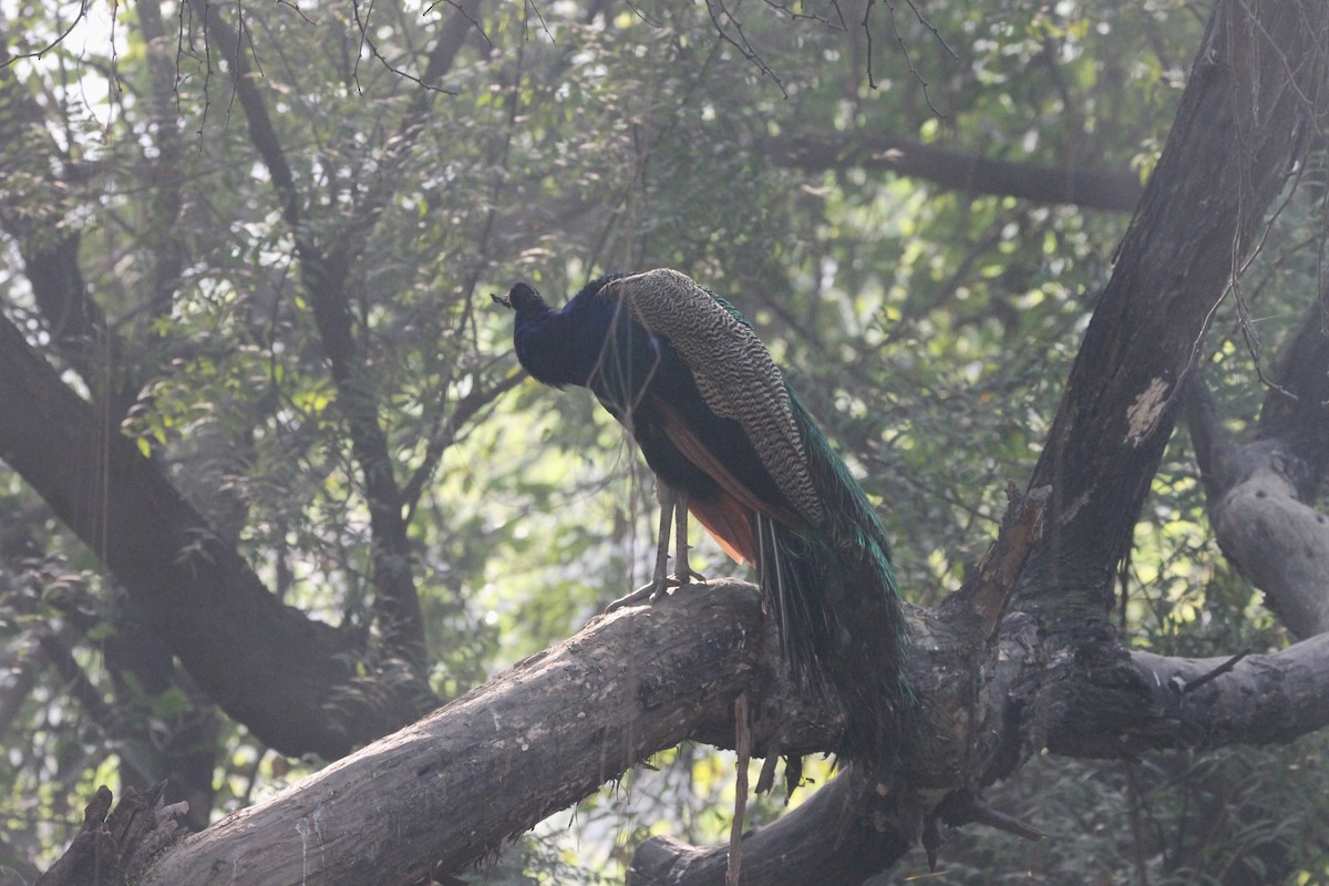 Indian Peafowl - ML646391447