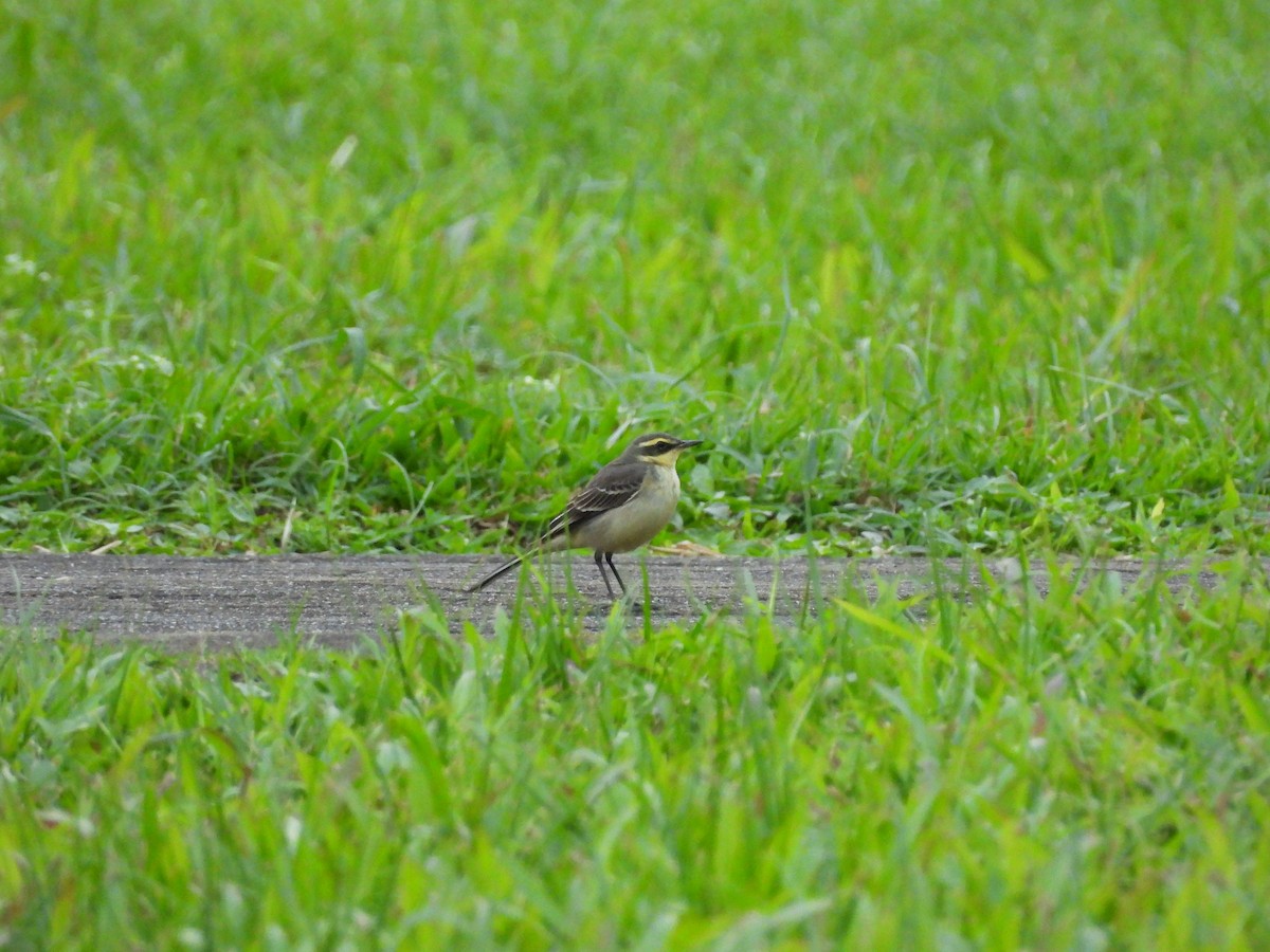 Eastern Yellow Wagtail - ML646391448