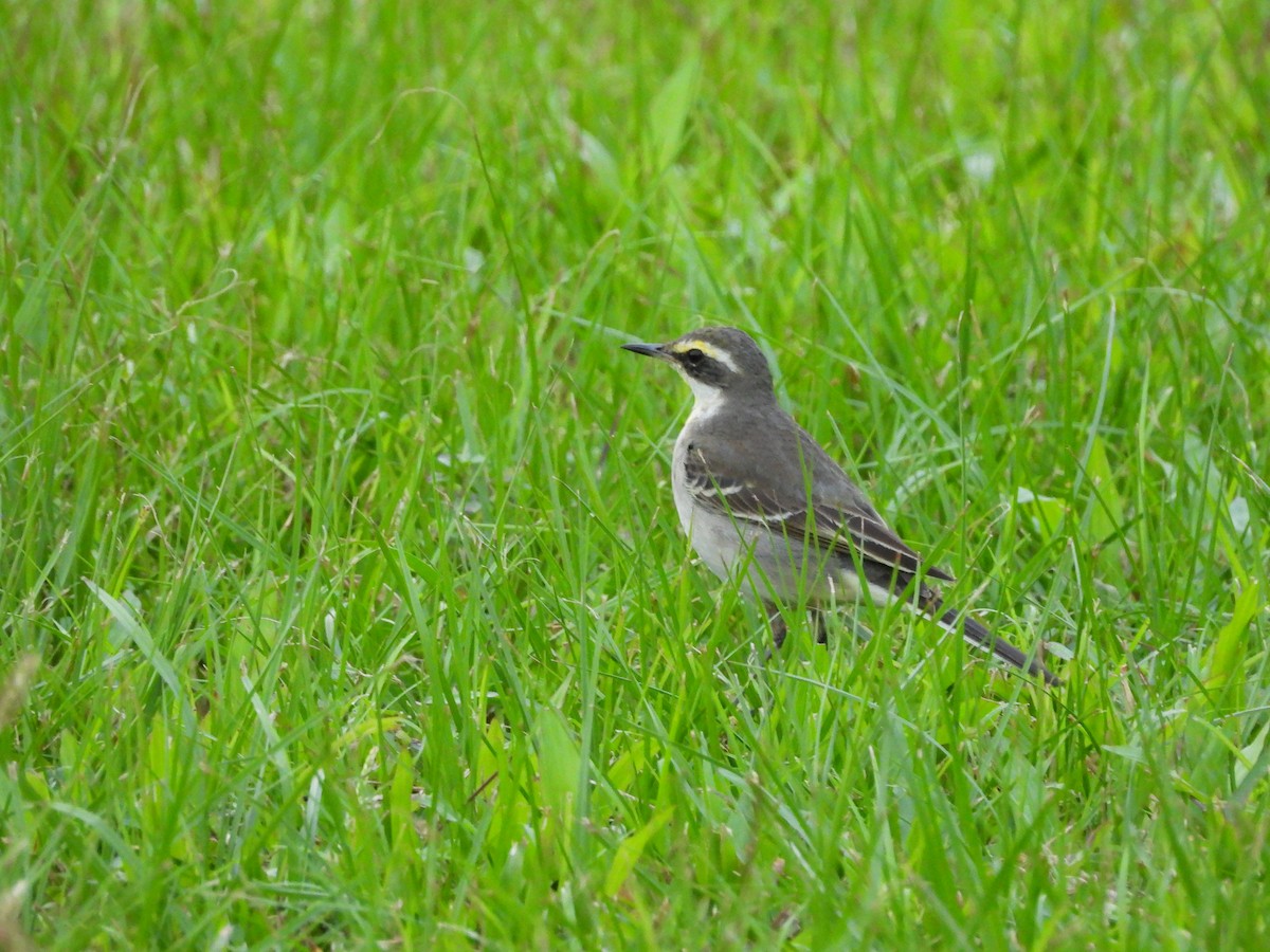 Eastern Yellow Wagtail - ML646391449