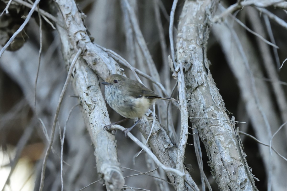 Brown Thornbill - ML646391450