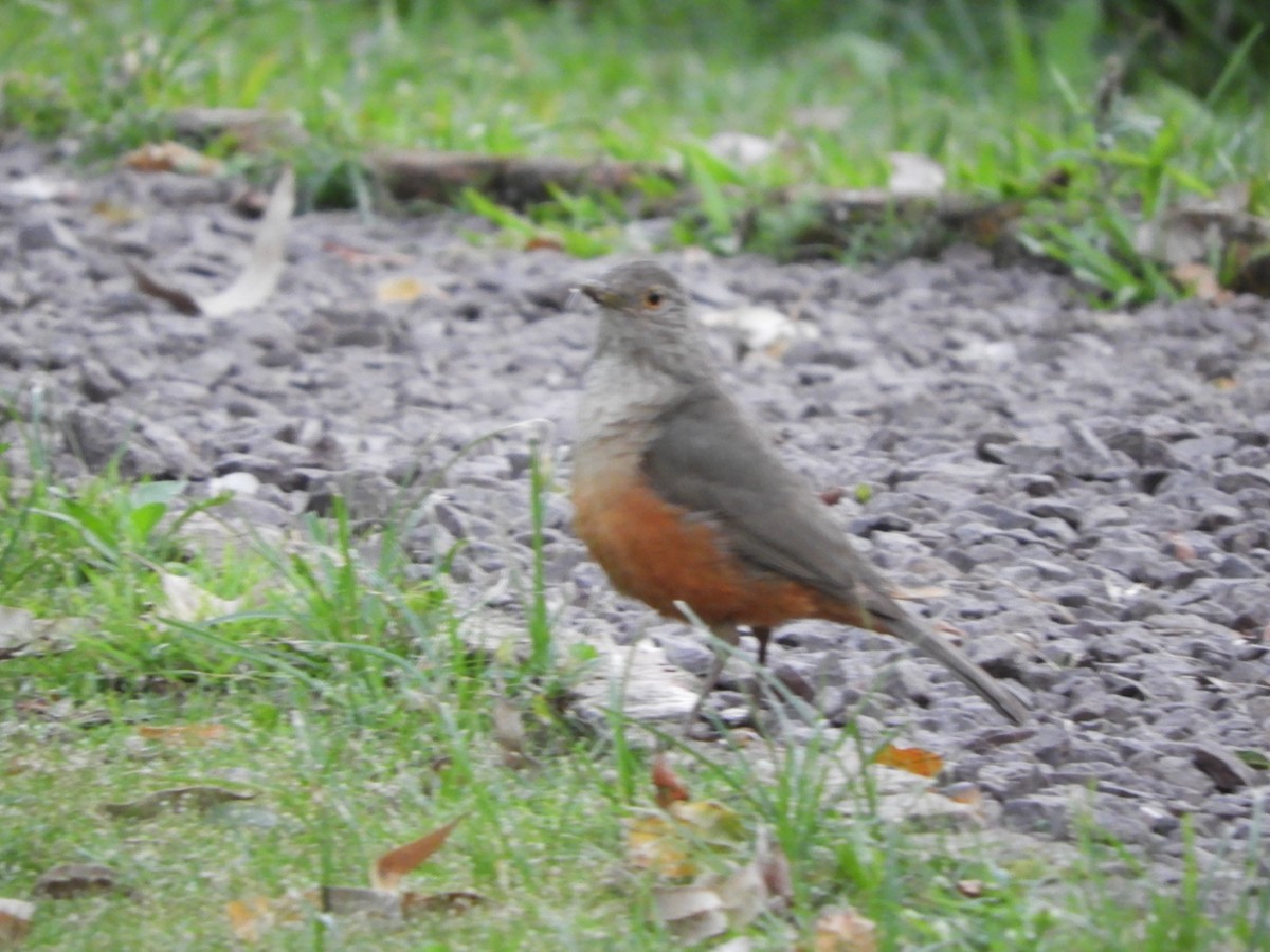 Rufous-bellied Thrush - ML646391451