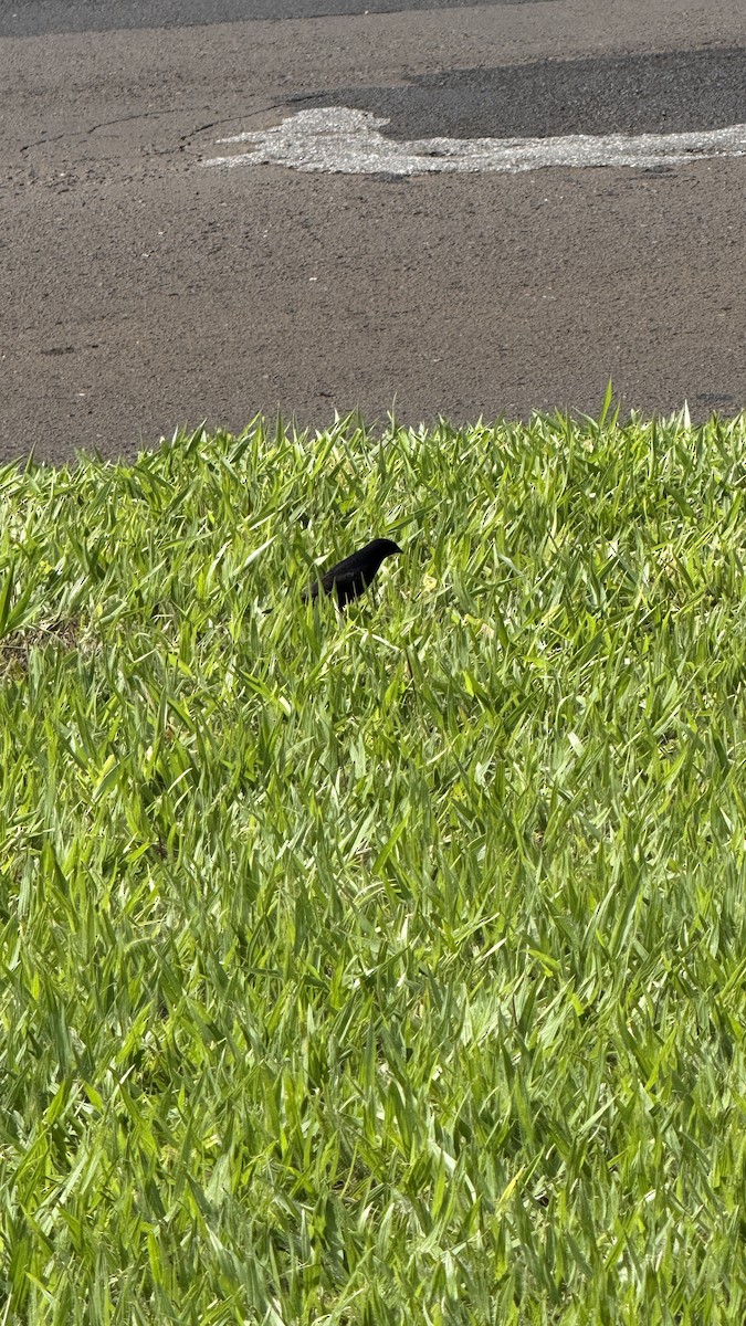 Shiny Cowbird - ML646391452