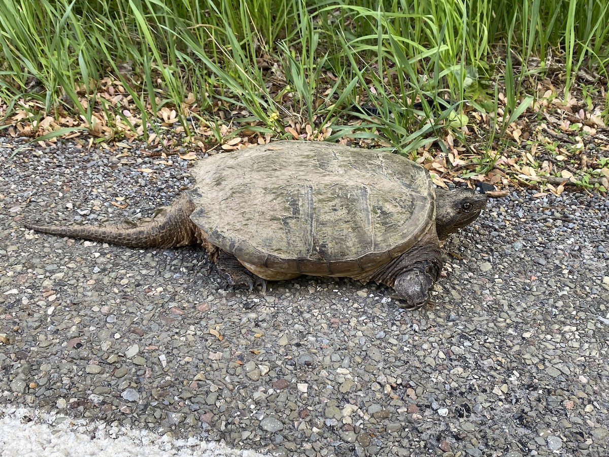 Common Snapping Turtle - ML646391453