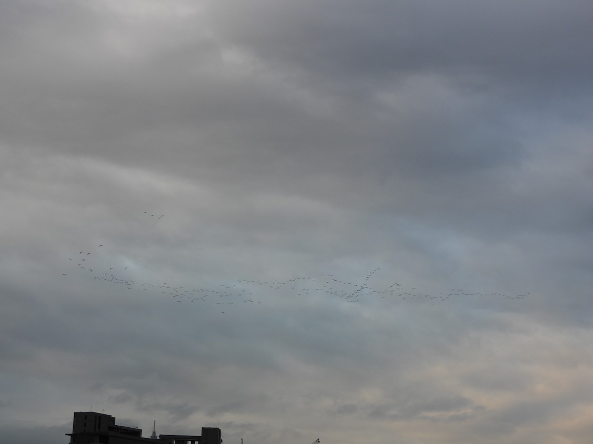 Большой баклан - ML646391454