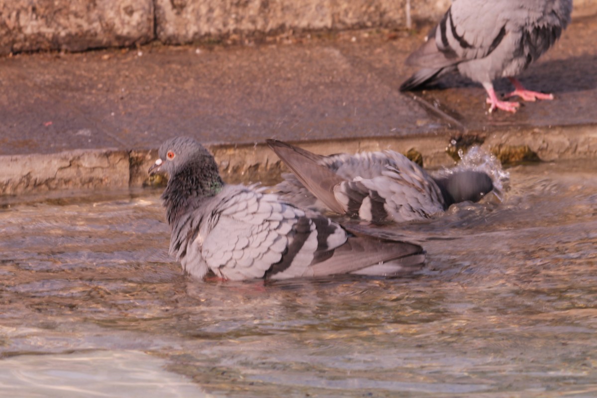 Rock Pigeon (Feral Pigeon) - ML646391455