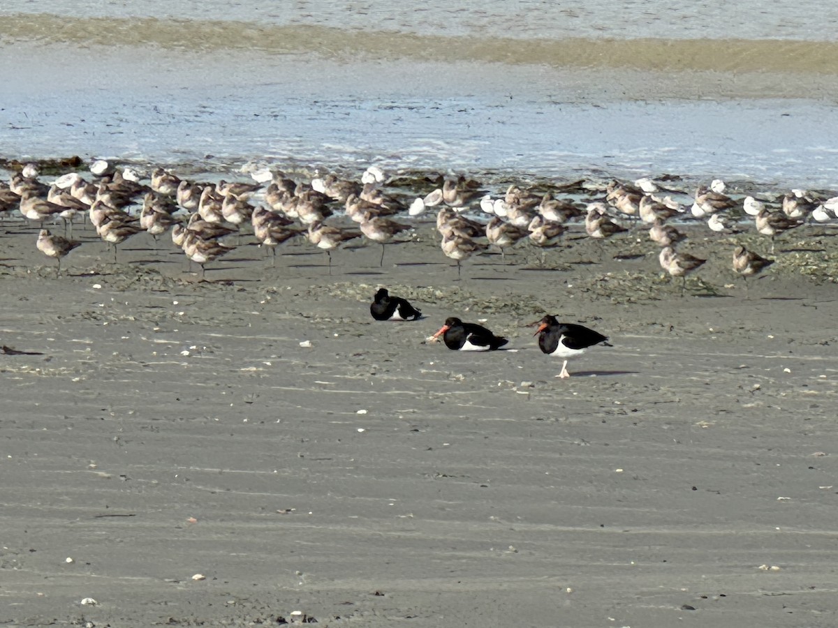 Magellanic Oystercatcher - ML646391456