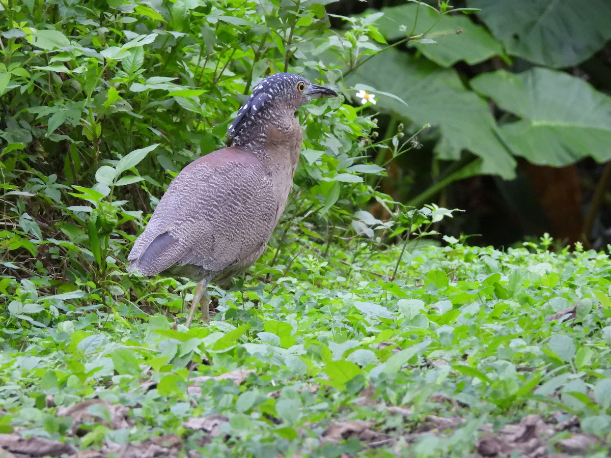 Malayan Night Heron - ML646391458